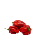 Frische rote Habanero Chilis