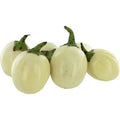 Afrikanische Garteneier / White Garden Eggs (Solanum aethiopicum)