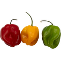Habanero Chili – Feurige Vielfalt