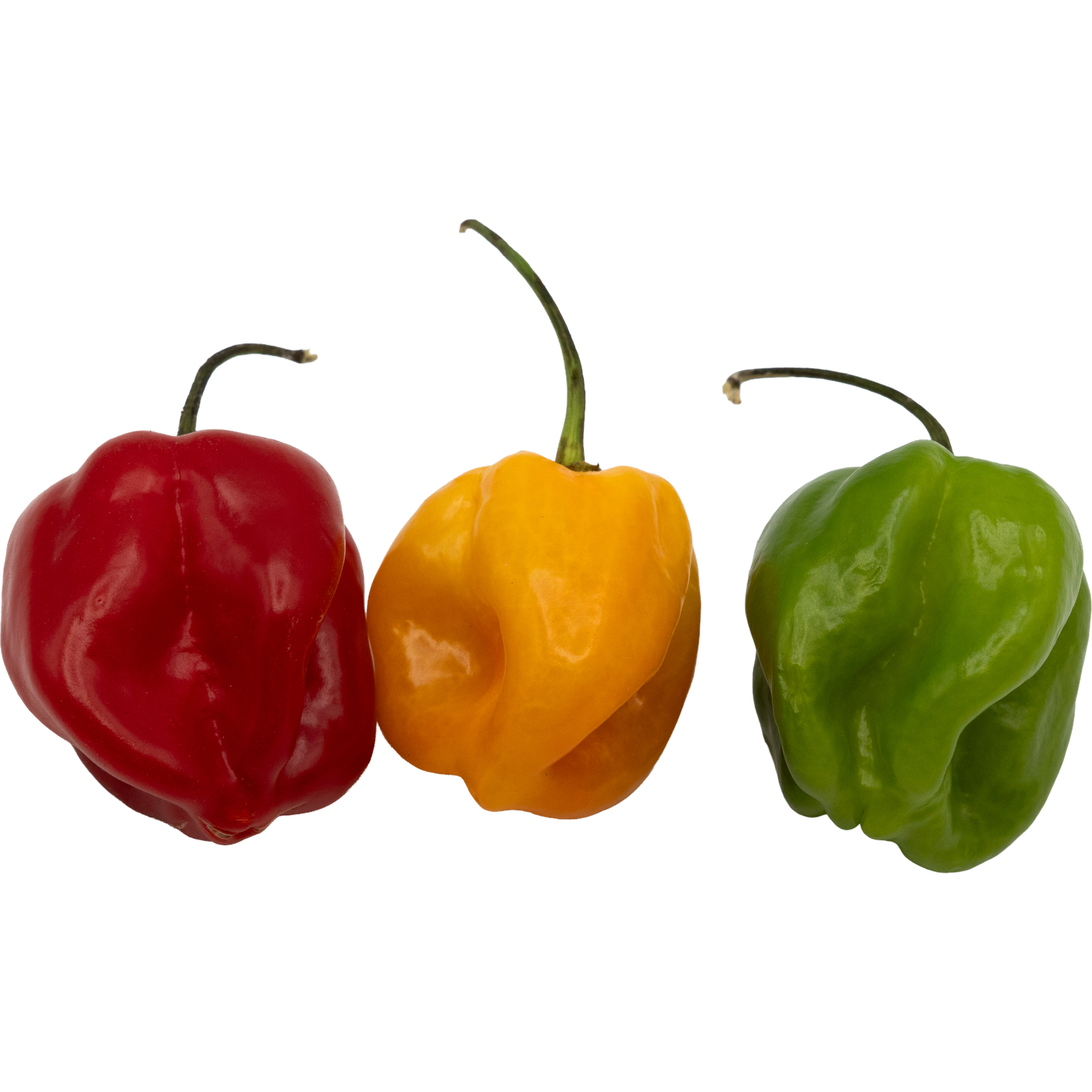 Habanero Chili – Feurige Vielfalt